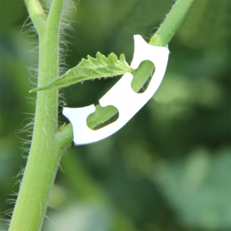 식물학 줄기 덩굴 스트랩 클립, 정원 식물 번들 버클  - Gardening Tools Holder 리뷰 및 가격